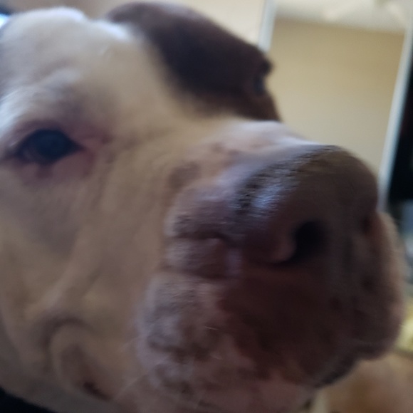 Meet your Posher, Kyra - Picture 1 of 1